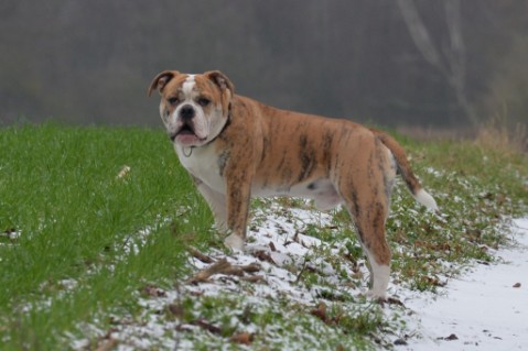 Continental Bulldog Seeblickbulls Mortimer