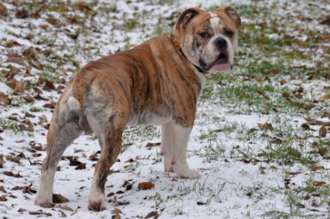 Continental Bulldog Seeblickbulls Mortimer