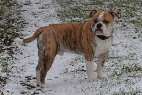 Continental Bulldog Seeblickbulls Mortimer
