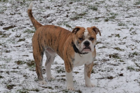 Continental Bulldog Seeblickbulls Mortimer