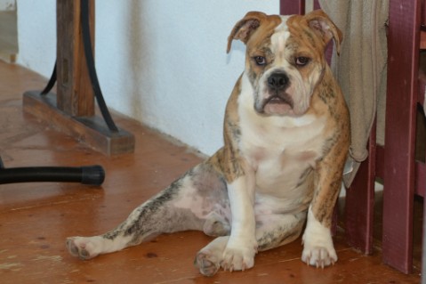 Continental Bulldog Seeblickbulls Mortimer