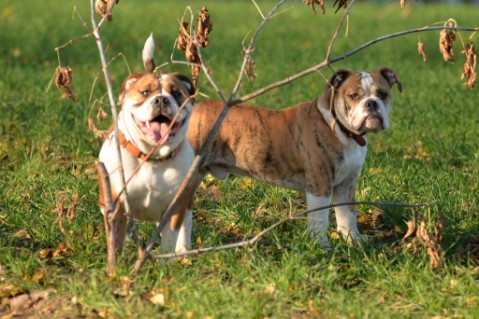 Continental Bulldog Seeblickbulls Mortimer