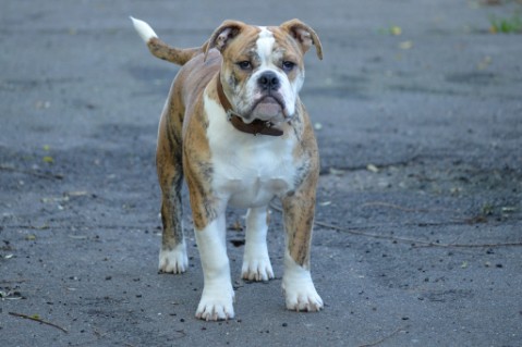 Continental Bulldog Seeblickbulls Mortimer