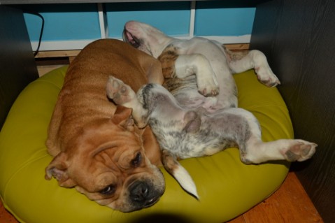Continental Bulldog Seeblickbulls Mortimer
