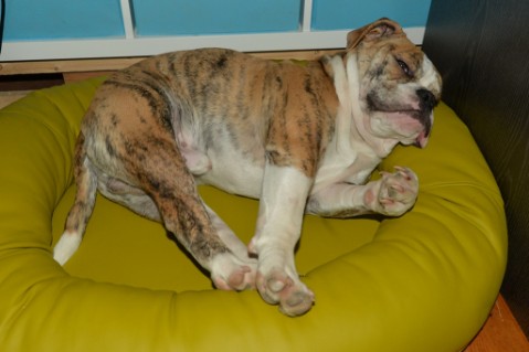 Continental Bulldog Seeblickbulls Mortimer