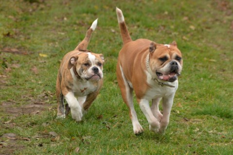 Continental Bulldog Seeblickbulls Mortimer
