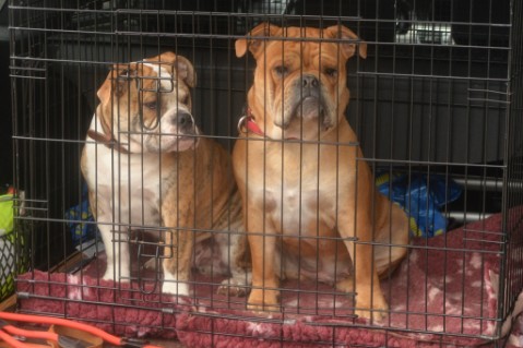 Continental Bulldog Seeblickbulls Mortimer