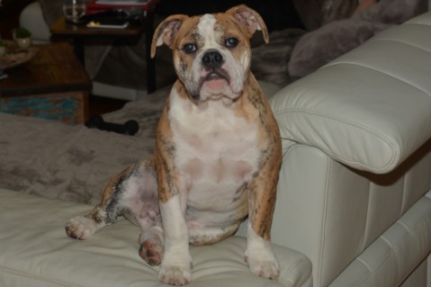 Continental Bulldog Seeblickbulls Mortimer