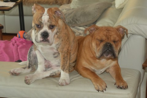 Continental Bulldog Seeblickbulls Mortimer