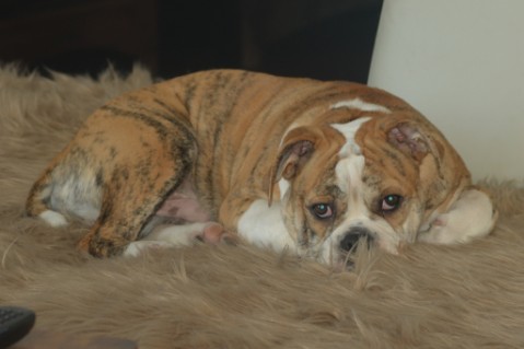 Continental Bulldog Seeblickbulls Mortimer