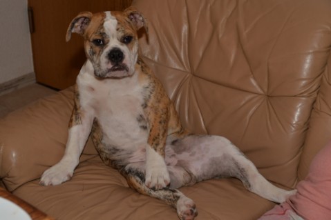 Continental Bulldog Seeblickbulls Mortimer