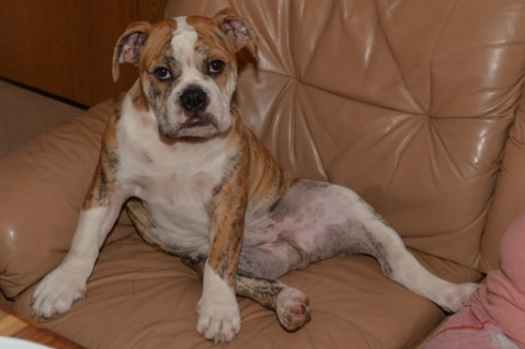 Continental Bulldog Seeblickbulls Mortimer