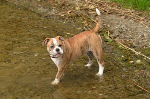 Continental Bulldog Seeblickbulls Mortimer