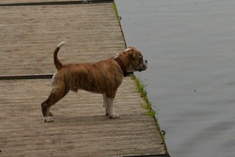 Continental Bulldog Seeblickbulls Mortimer