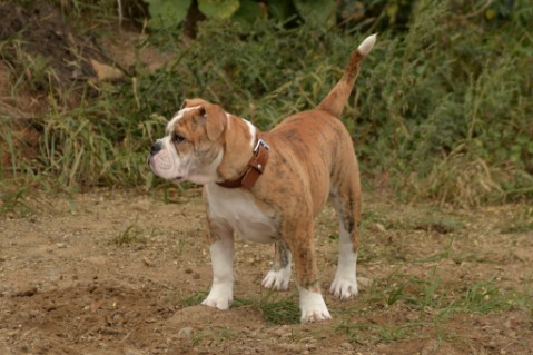 Continental Bulldog Seeblickbulls Mortimer