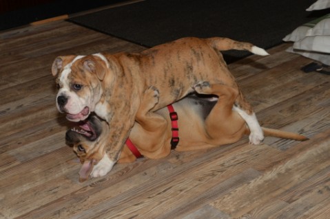 Continental Bulldog Seeblickbulls Mortimer