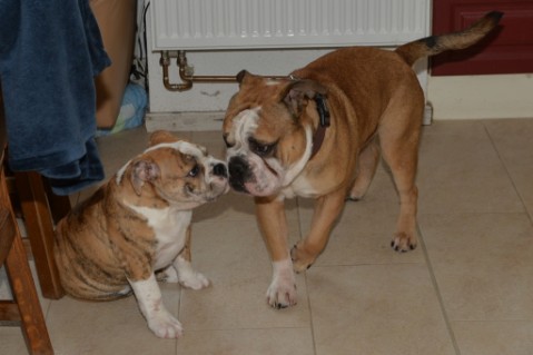 Continental Bulldog Seeblickbulls Mortimer