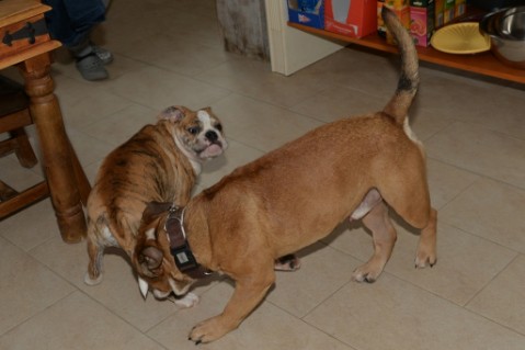 Continental Bulldog Seeblickbulls Mortimer
