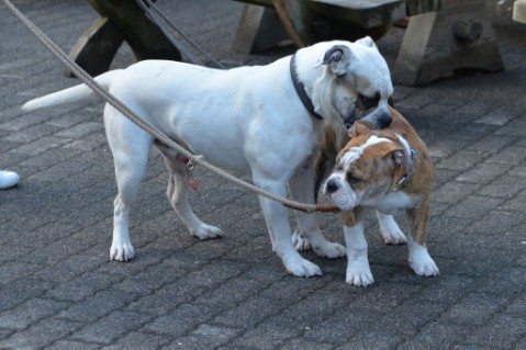 Continental Bulldog Seeblickbulls Mortimer