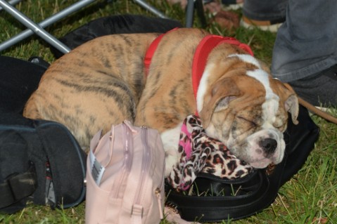 Continental Bulldog Seeblickbulls Mortimer