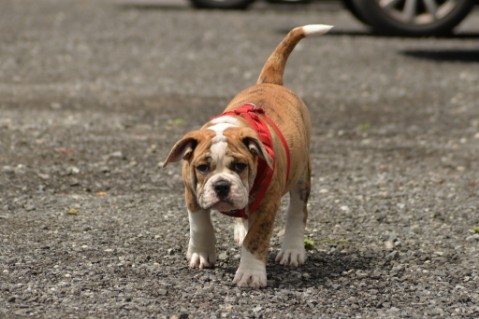 Continental Bulldog Seeblickbulls Mortimer