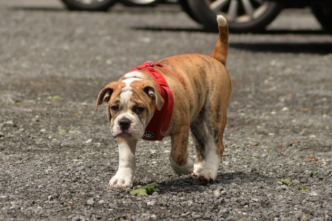 Continental Bulldog Seeblickbulls Mortimer