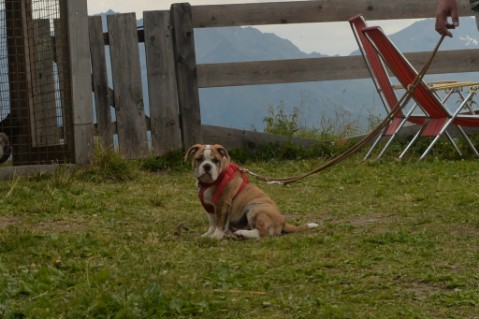 Continental Bulldog Seeblickbulls Mortimer