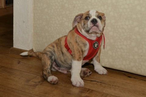 Continental Bulldog Seeblickbulls Mortimer