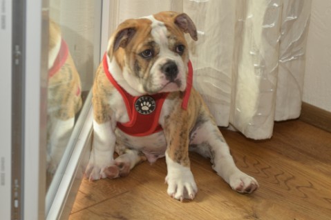 Continental Bulldog Seeblickbulls Mortimer