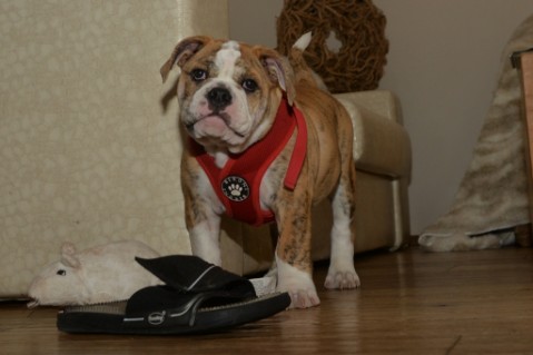 Continental Bulldog Seeblickbulls Mortimer