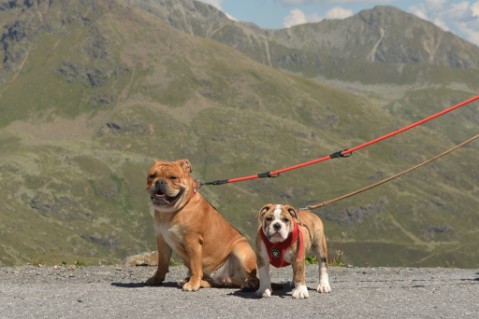 Continental Bulldog Seeblickbulls Mortimer