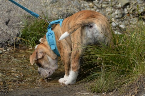 Continental Bulldog Seeblickbulls Mortimer