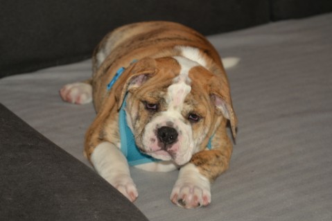 Continental Bulldog Seeblickbulls Mortimer