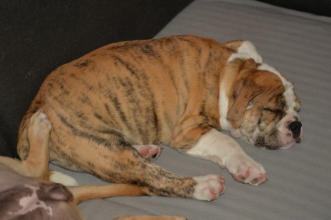Continental Bulldog Seeblickbulls Mortimer