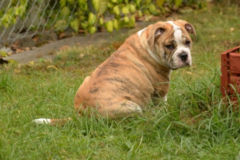 Continental Bulldog Seeblickbulls Mortimer