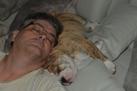Continental Bulldog Seeblickbulls Mortimer
