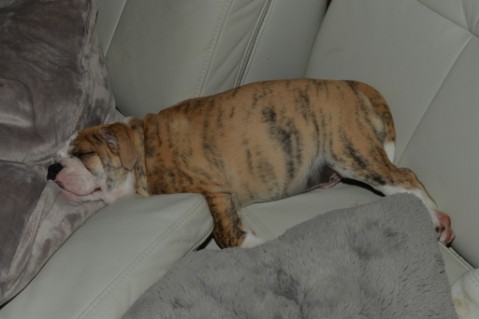 Continental Bulldog Seeblickbulls Mortimer