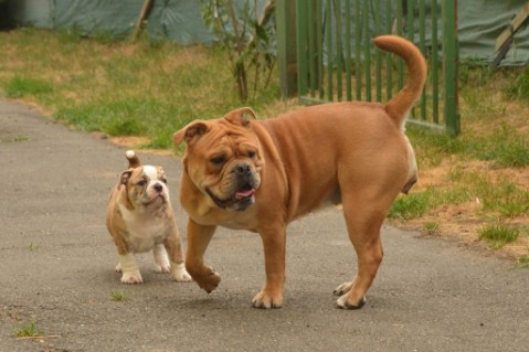 Continental Bulldog Seeblickbulls Mortimer