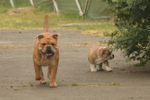 Continental Bulldog Seeblickbulls Mortimer