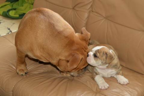Continental Bulldog Seeblickbulls Mortimer