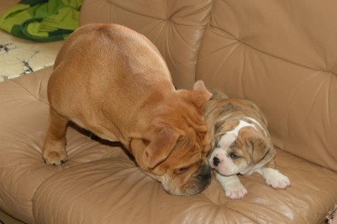 Continental Bulldog Seeblickbulls Mortimer