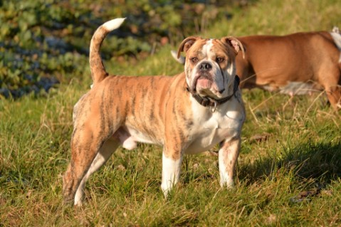 Continental Bulldog Seeblickbulls Mortimer