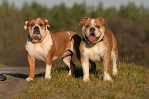 Continental Bulldog Seeblickbulls Mortimer