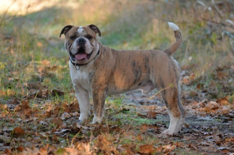 Continental Bulldog Seeblickbulls Mortimer