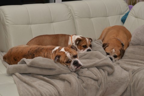 Continental Bulldog Seeblickbulls Mortimer