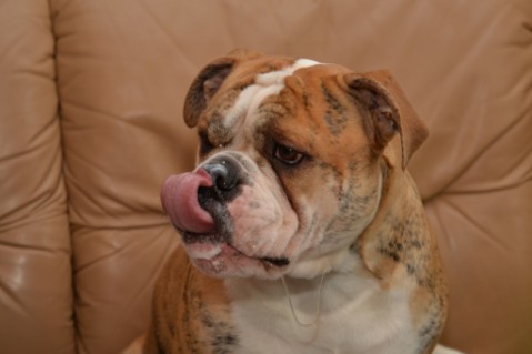 Continental Bulldog Seeblickbulls Mortimer