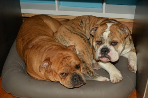 Continental Bulldog Seeblickbulls Mortimer