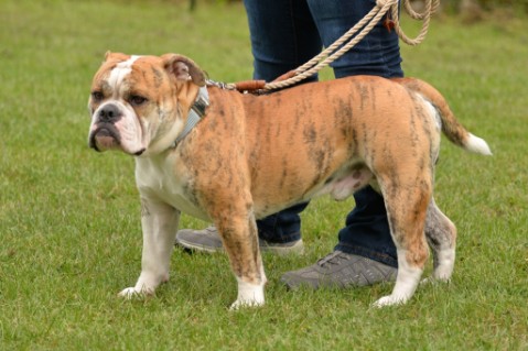 Continental Bulldog Seeblickbulls Mortimer