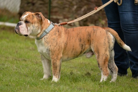 Continental Bulldog Seeblickbulls Mortimer