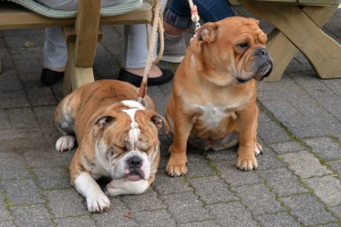 Continental Bulldog Seeblickbulls Mortimer